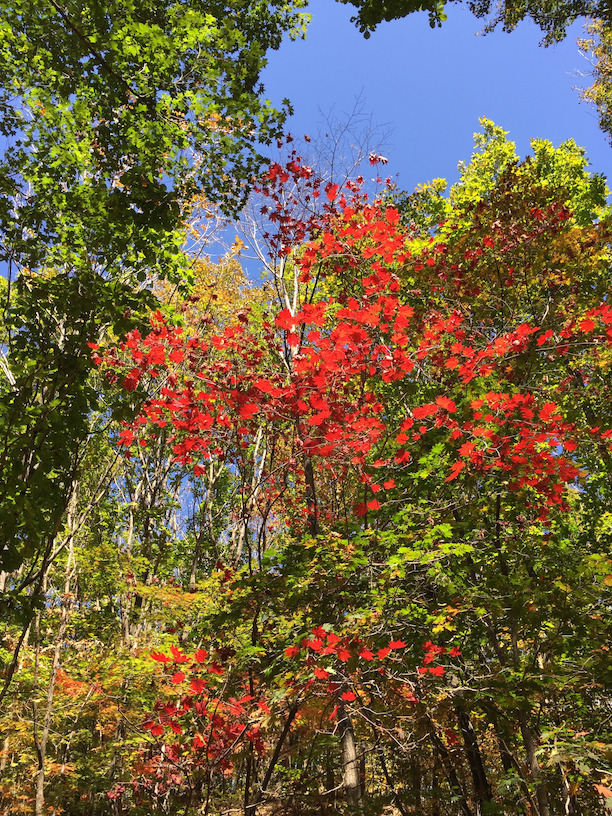 Picturesque Maple